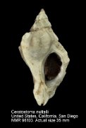 Ceratostoma nuttalli (3)